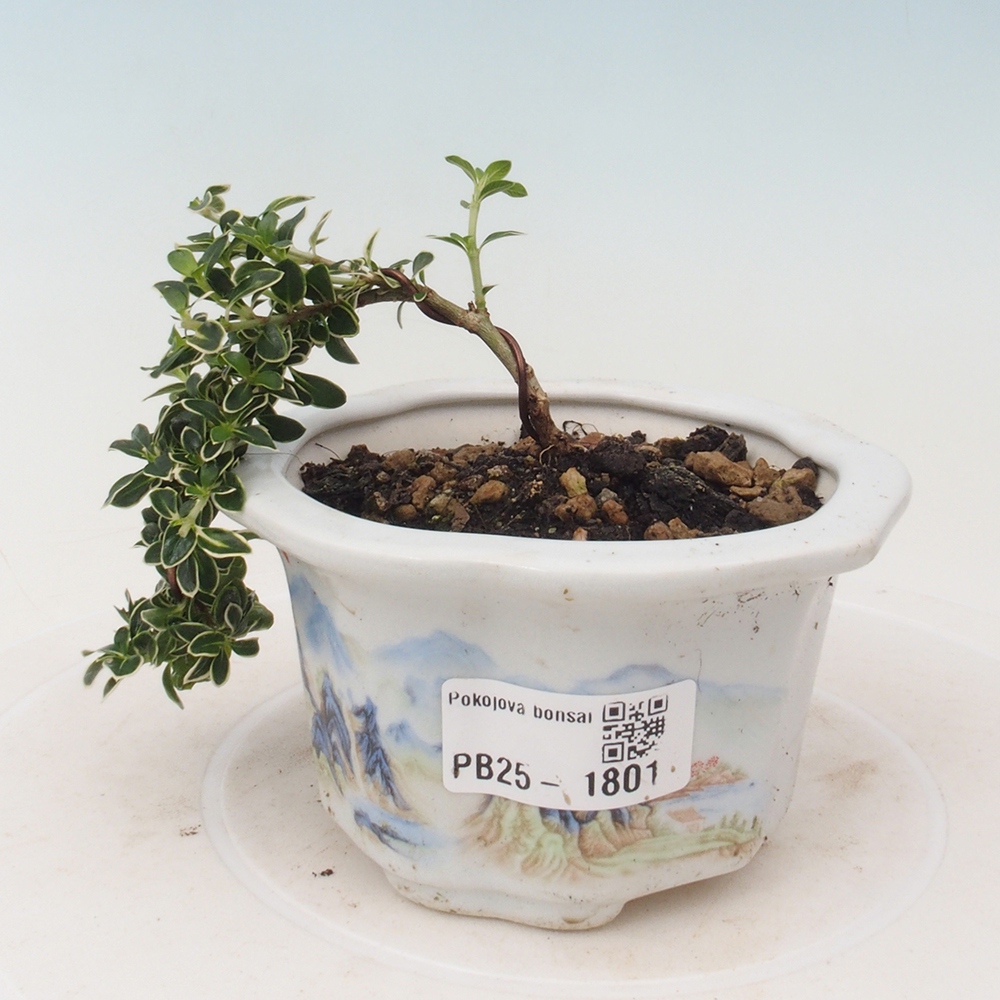 Zimmerbonsai - Serissa foetida Variegata - Baum der tausend Sterne