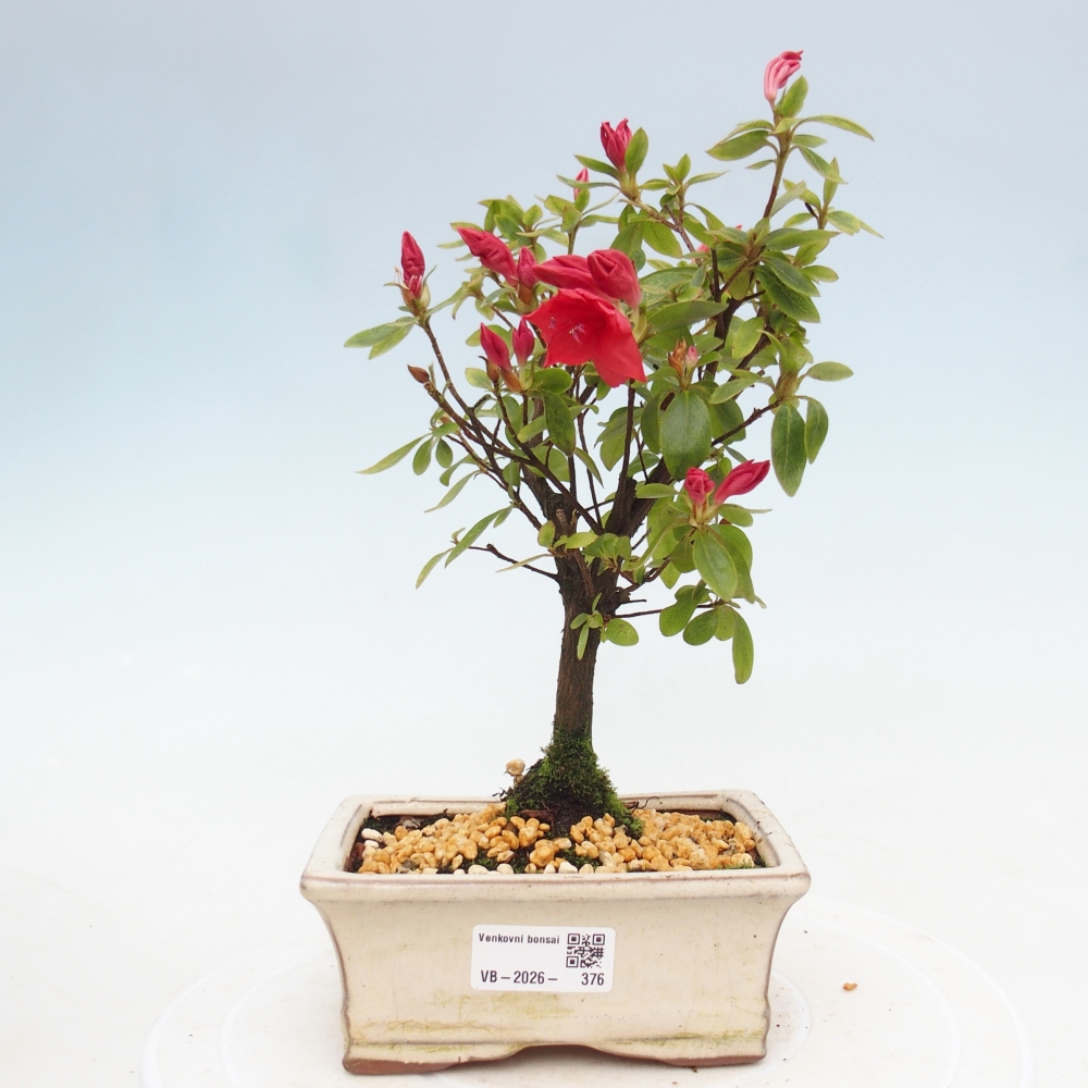 Bonsai für draußen - Japanische Azalee - Azalea sp.