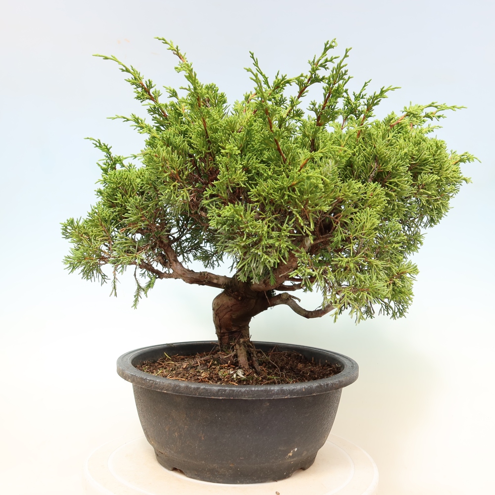 Bonsai für draußen - Juniperus chinensis Itoigawa-Juniperus chinensis