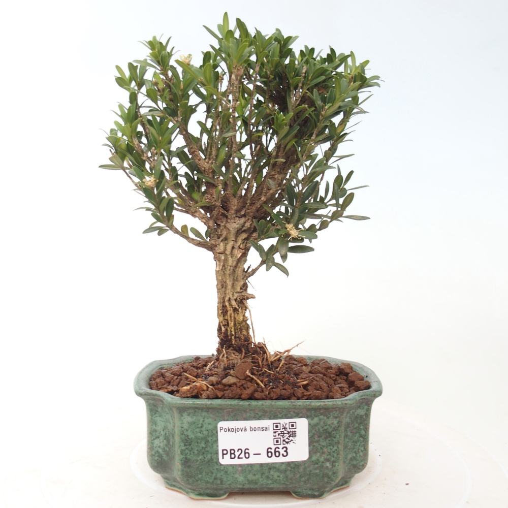 Zimmer Bonsai - Buxus harlandii - Korkbuxus