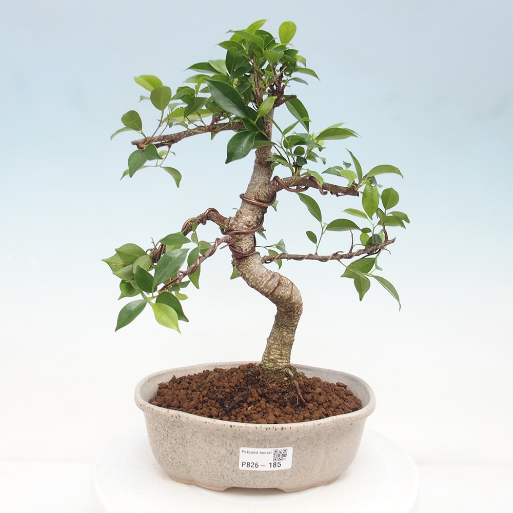 Zimmerbonsai - Ficus retusa - Kleinblättriger Ficus