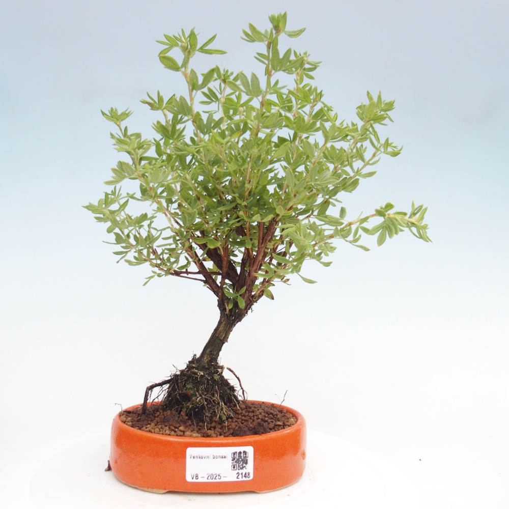 Outdoor-Bonsai-Fingerkraut - Potentila fruticosa gelber Vogel