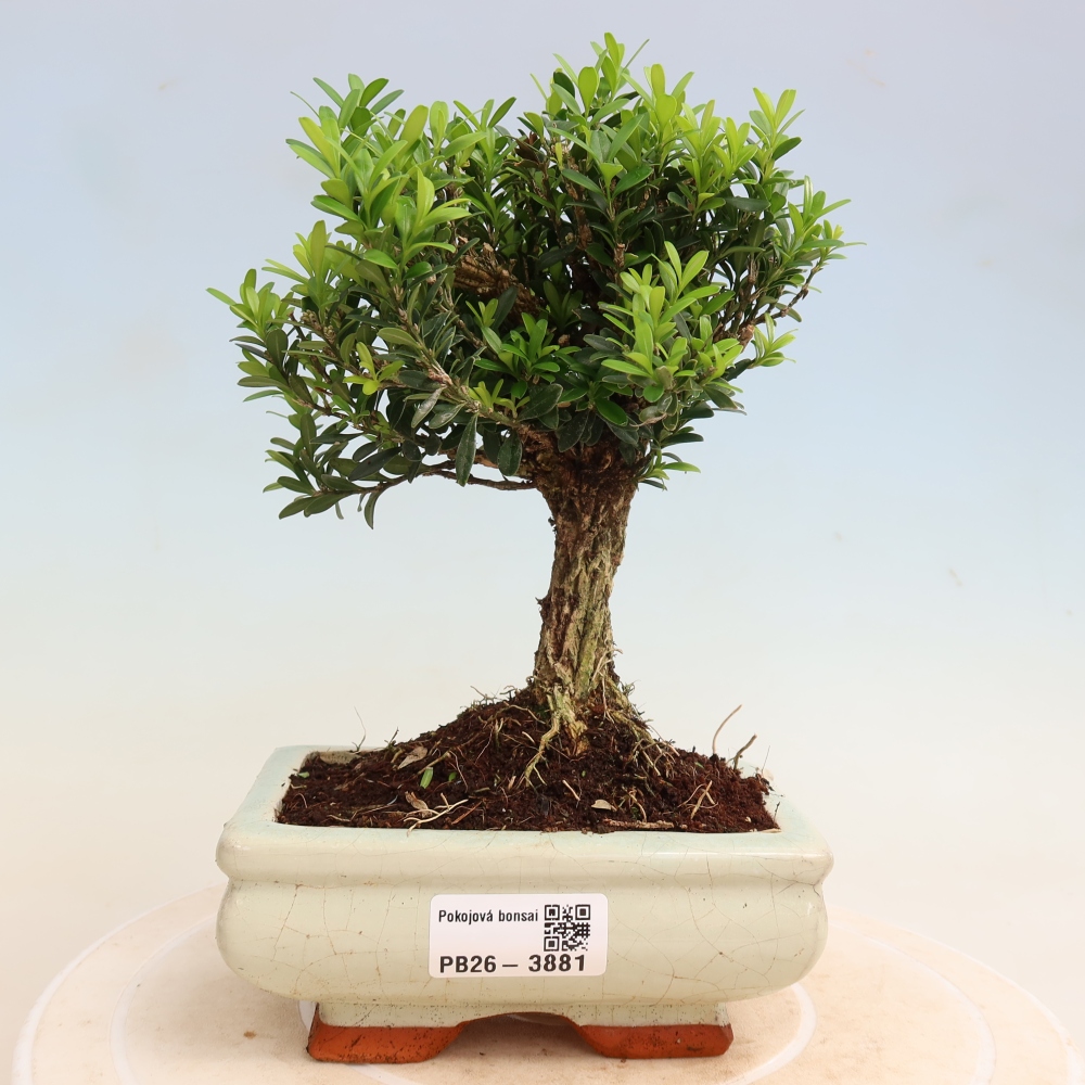 Zimmer Bonsai - Buxus harlandii - Korkbuxus