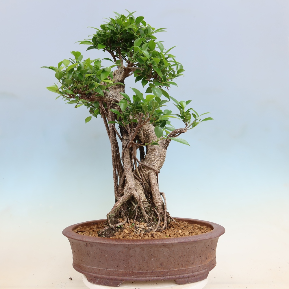Zimmerbonsai - Ficus kimmen - Kleinblättriger Ficus