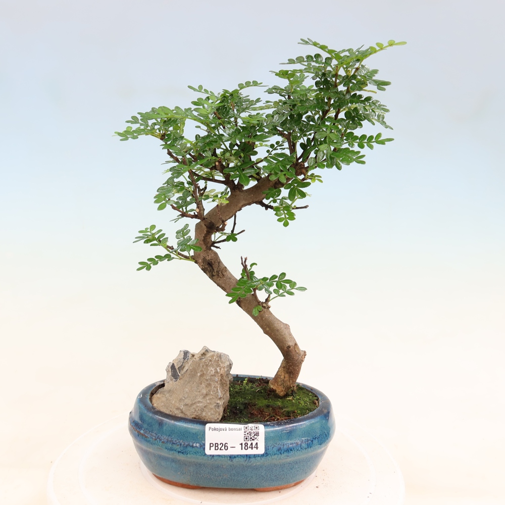 Zimmer Bonsai - Zantoxylum piperitum - Pfefferbaum