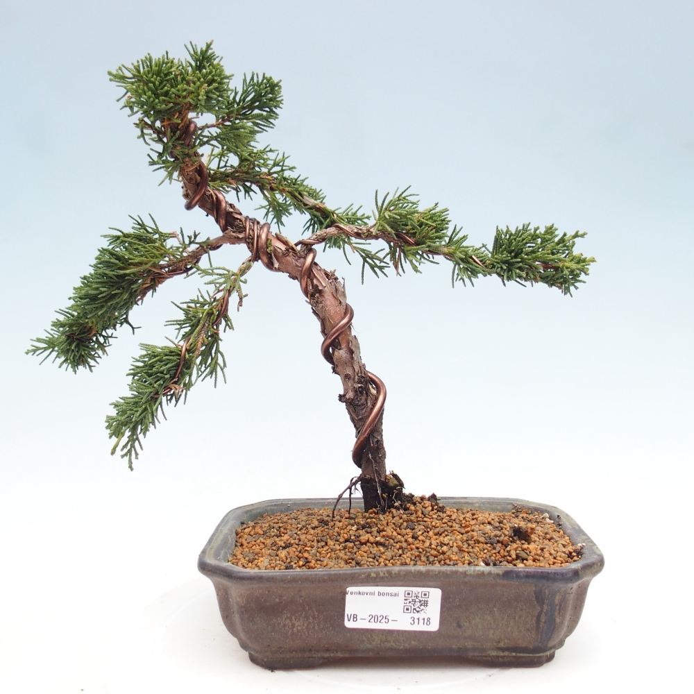 Bonsai im Freien - Juniperus chinensis Kishu - Chinesischer Wacholder