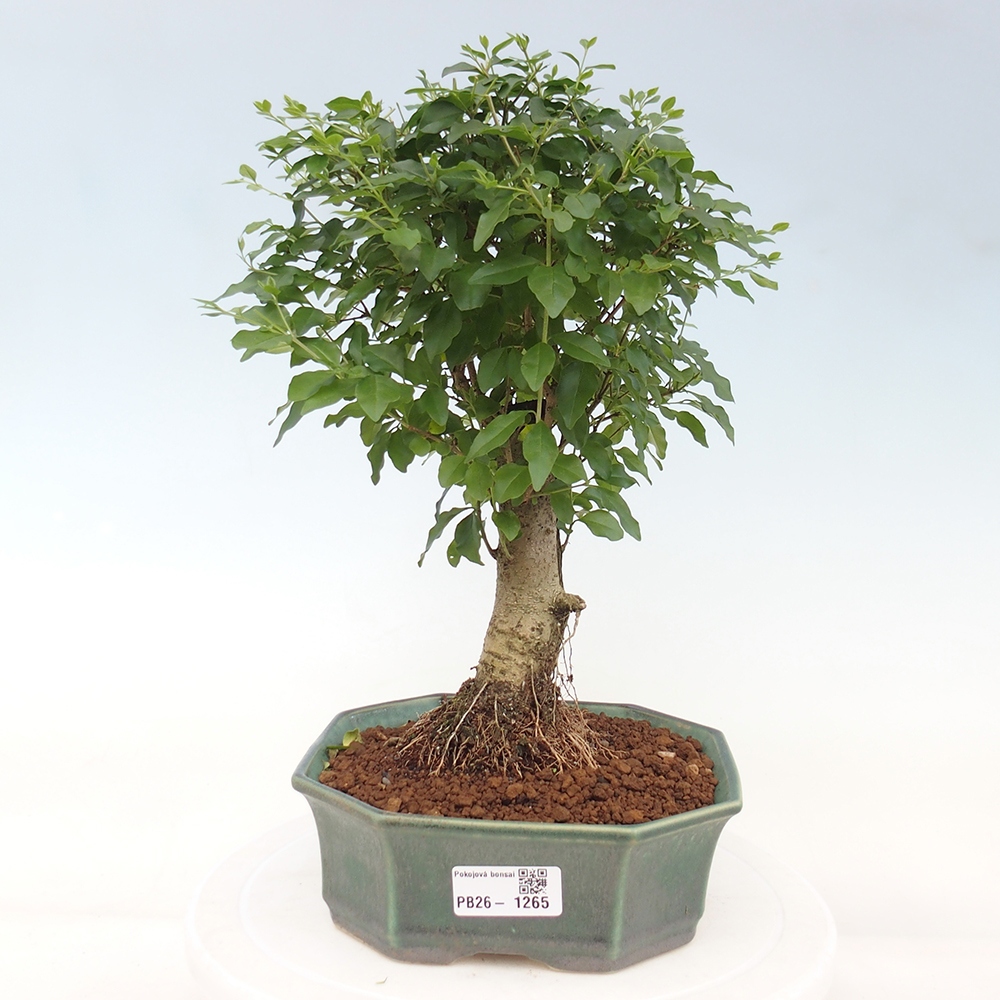Zimmer Bonsai -Ligustrum chinensis - Vogelschnabel