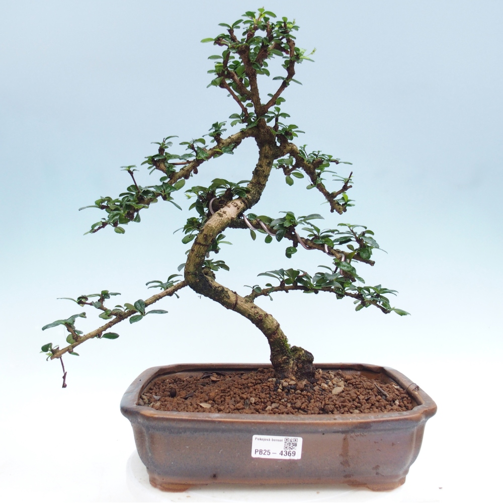 Zimmer-Bonsai - Carmona macrophylla - Tee-Fuki