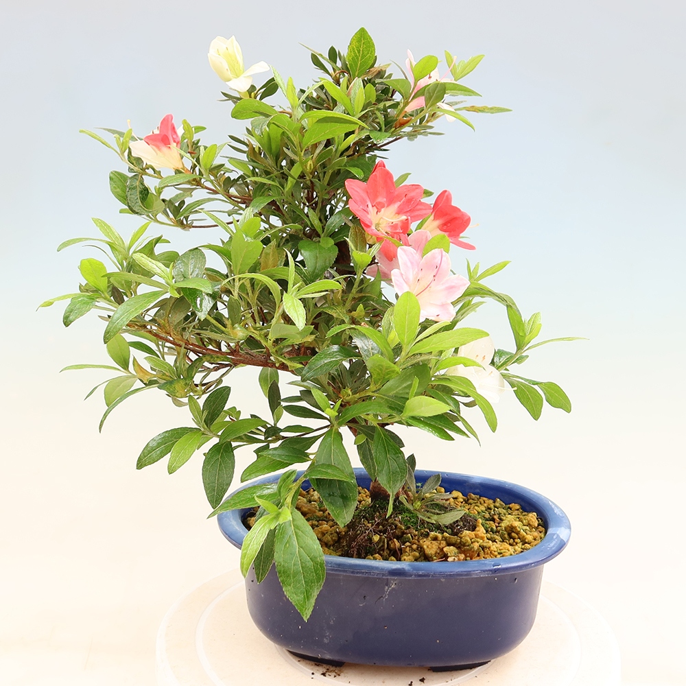 Bonsai für draußen - Japanische Azalee - Azalee CHIHIRO