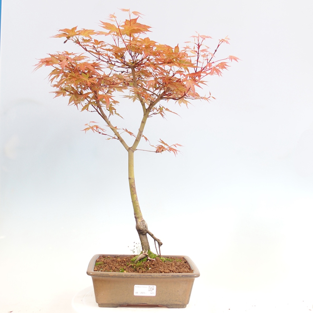 Ahorn - Acer palmatum Beni Tsukasa