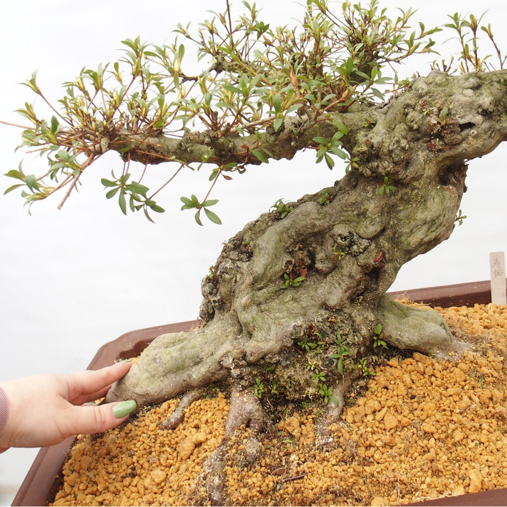 Bonsai für draußen - Japanische Azalee - Azalee Hekinan-no-Tsuki