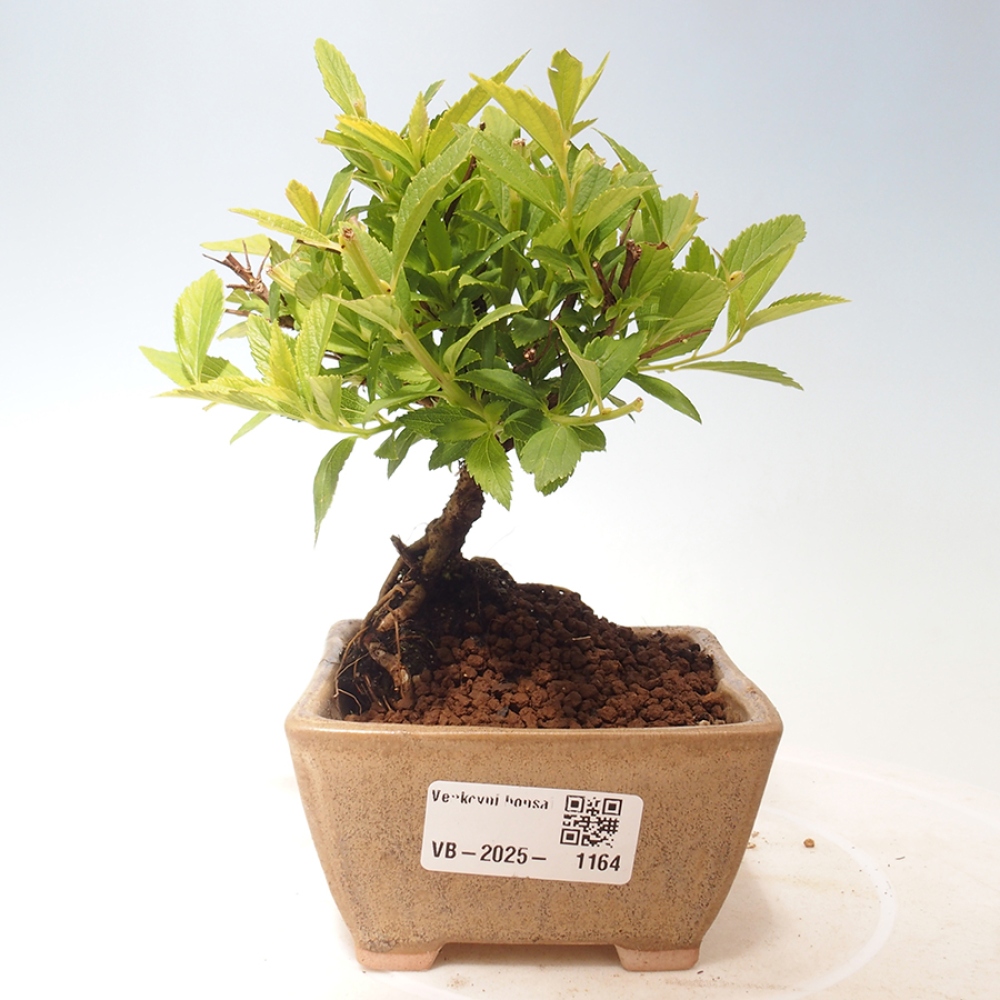Bonsai im Freien - Spirea japonica GENPSI