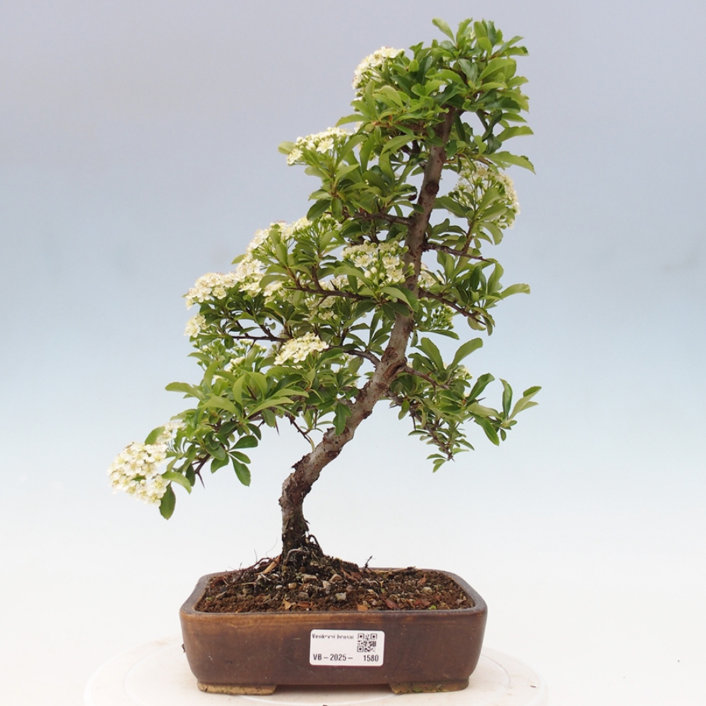 Outdoor Bonsai-Pyracanta Teton -Bäckerei