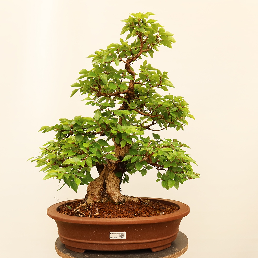 Bonsai im Freien - Carpinus Coreana - Koreanische Hainbuche
