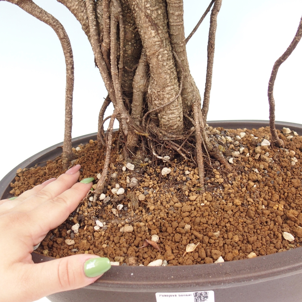 Zimmerbonsai - Ficus kimmen - kleinblättriger Ficus - NUR PERSÖNLICHE ABHOLUNG oder Palettentransport