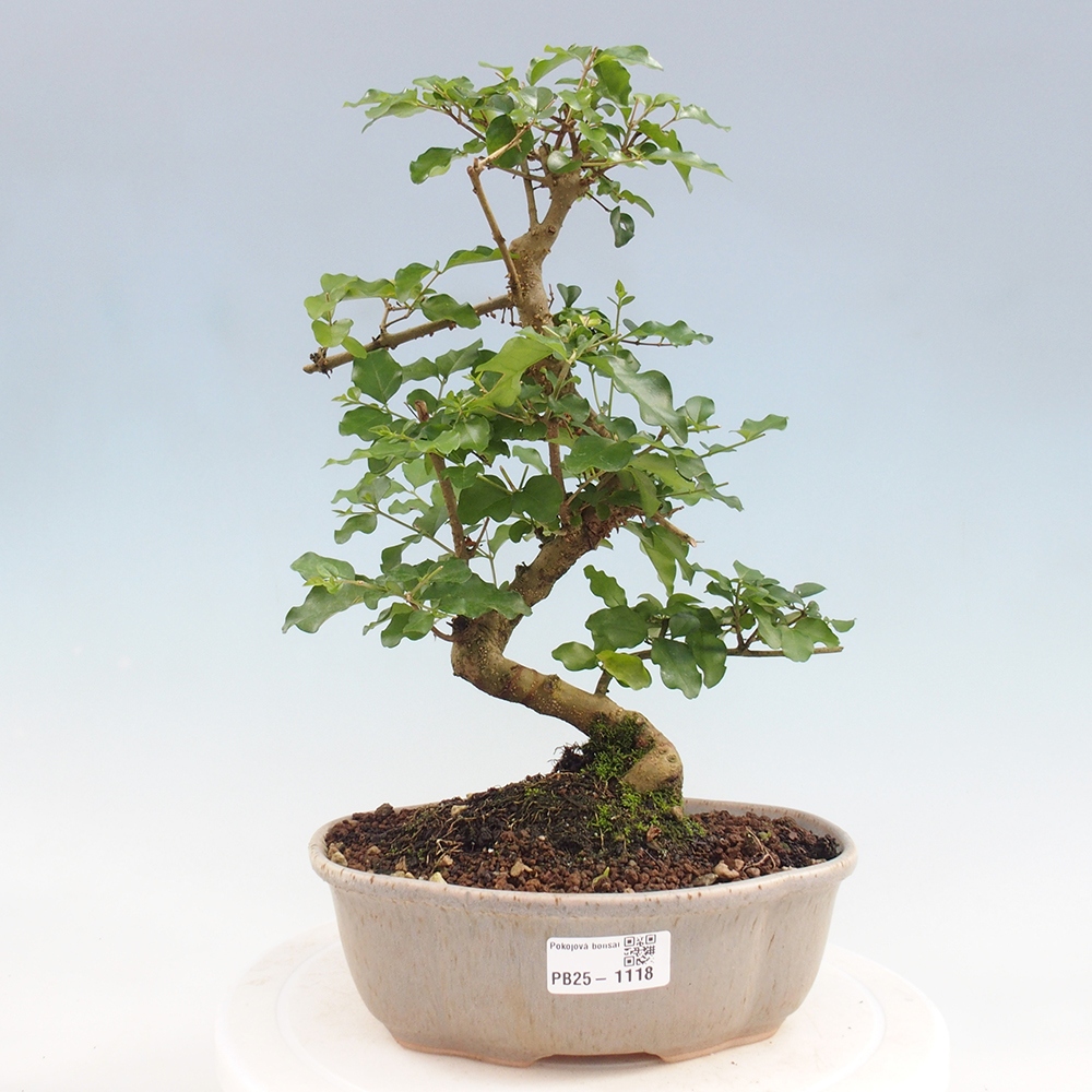 Zimmerbonsai - Ligustrum chinensis - Vogelperspektive