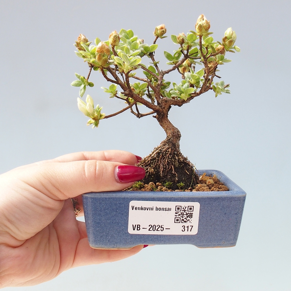 Outdoor-Bonsai - Rododendron indicum - Japanische Azalee