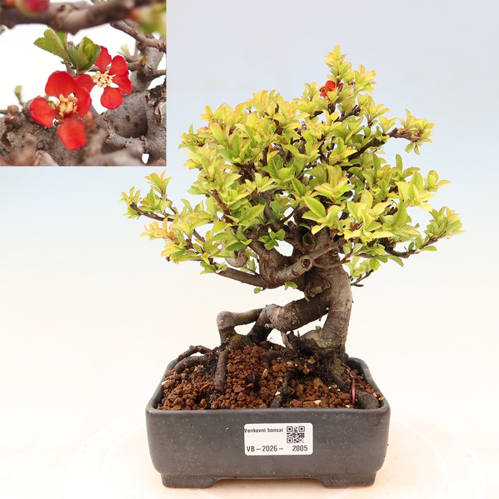Bonsai für draußen - Chaneomeles speciosa Chojubai