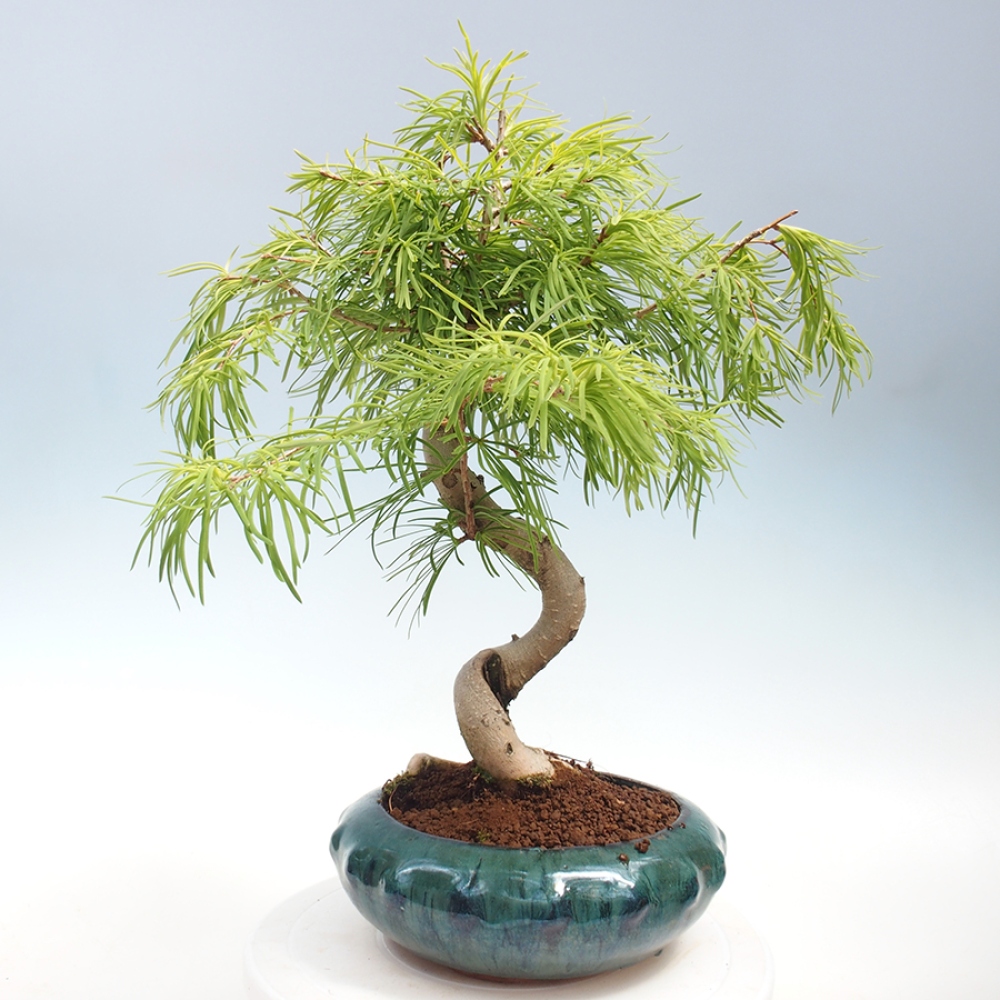 Bonsai im Freien - Löwenzahn - Pseudolarix amabis