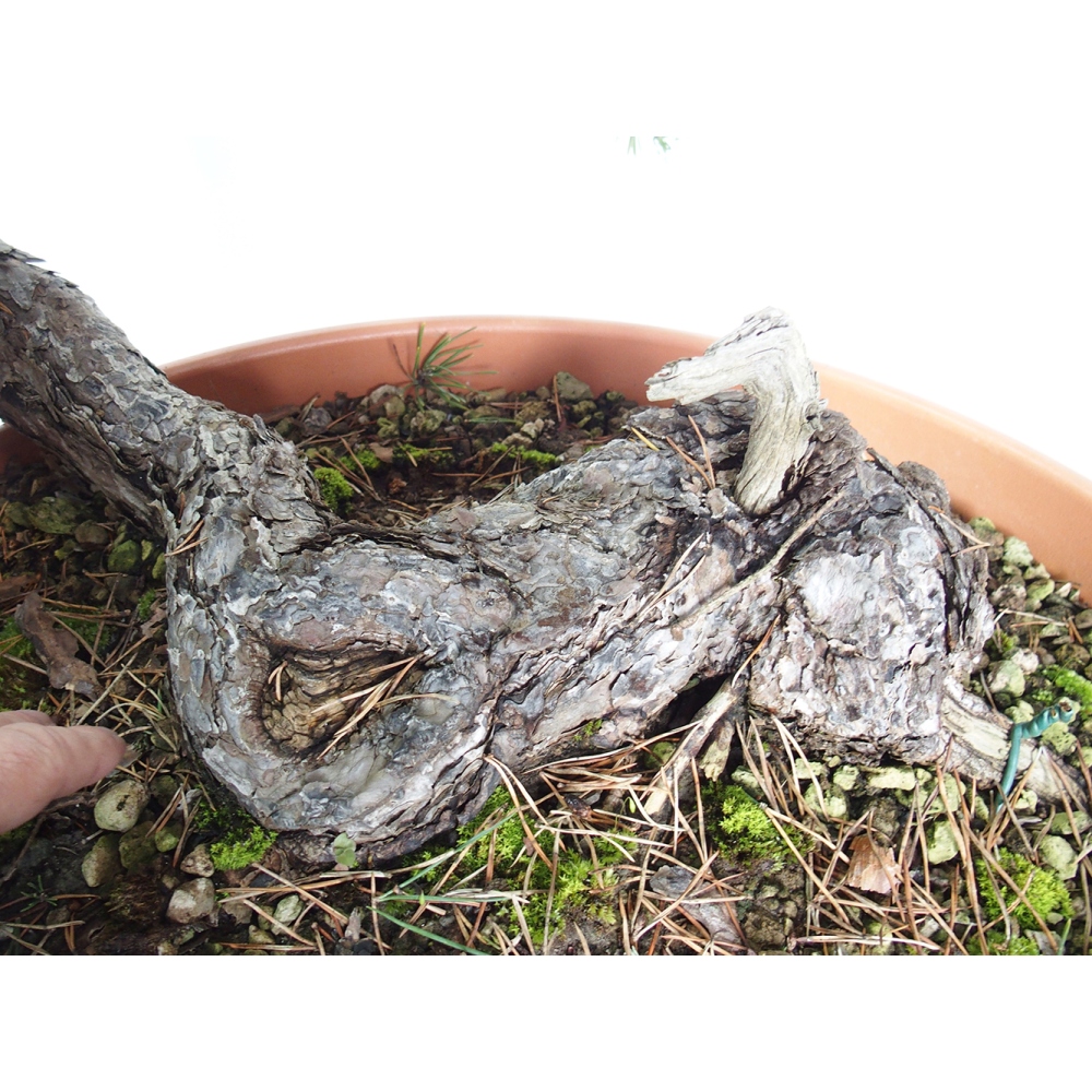 Yamadori - Pinus sylvestris Spanien