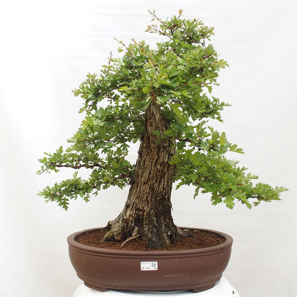 Bonsai im Freien - Weißdorn - Crataegus monogyna