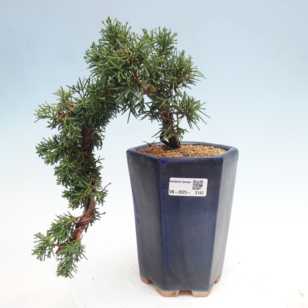 Bonsai im Freien - Juniperus chinensis Kishu - Chinesischer Wacholder