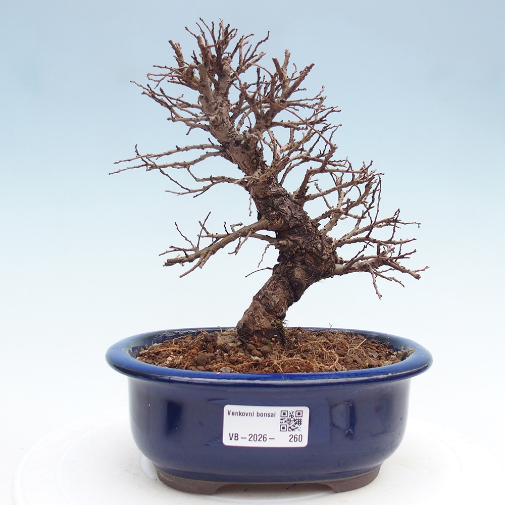 Bonsai für draußen - Zelkova - Zelkova NIRE