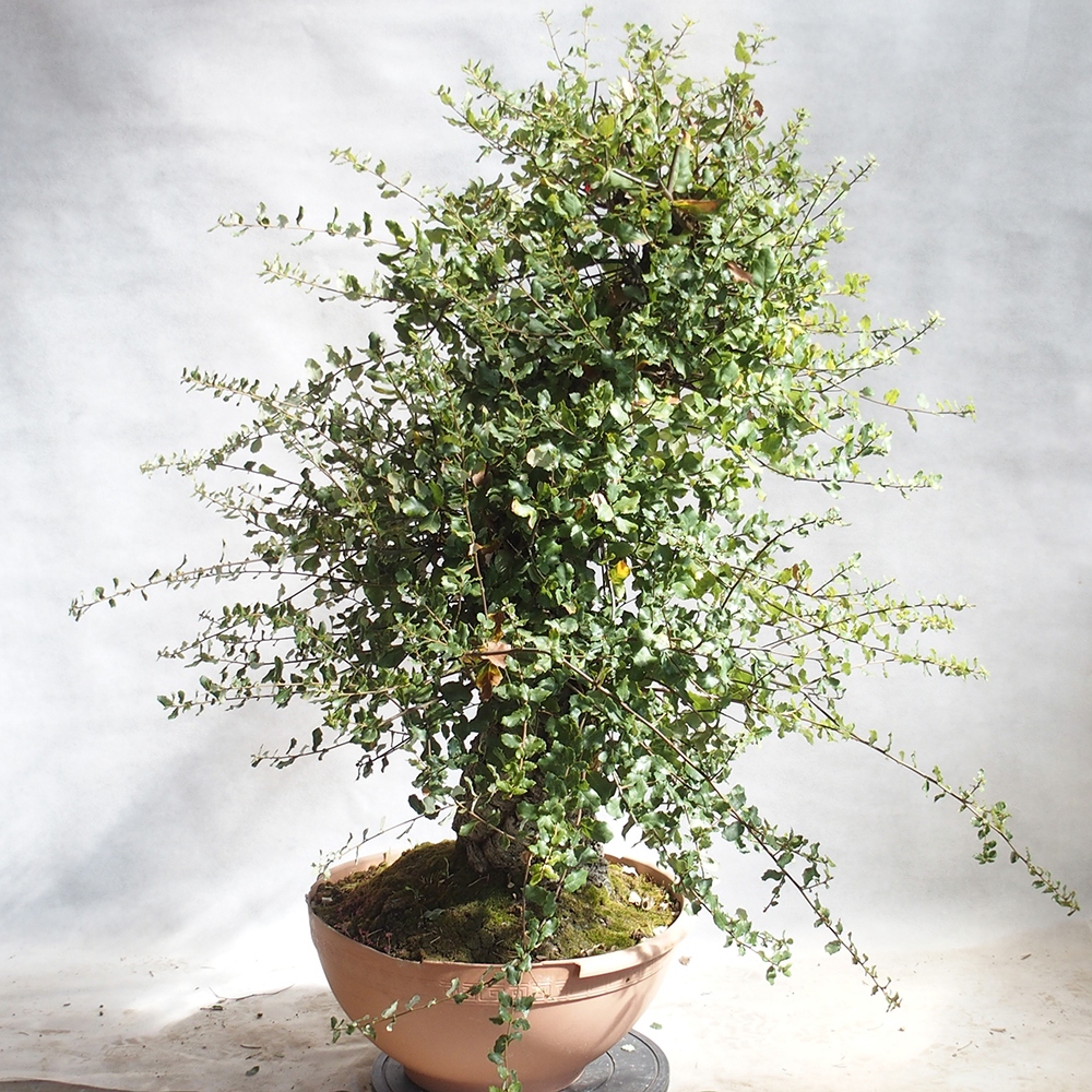 Outdoor-Bonsai Quercus suber - Kork-Eiche