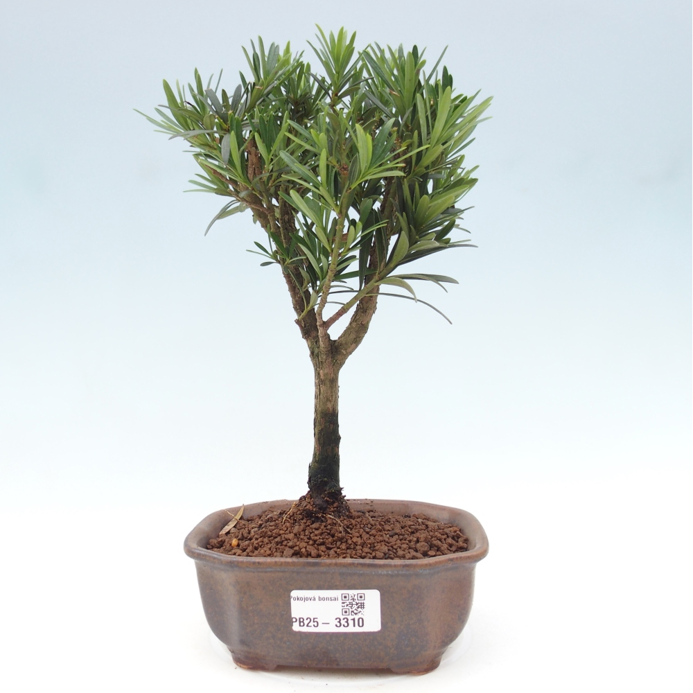 Zimmerbonsai - Podocarpus - Stein-Eibe
