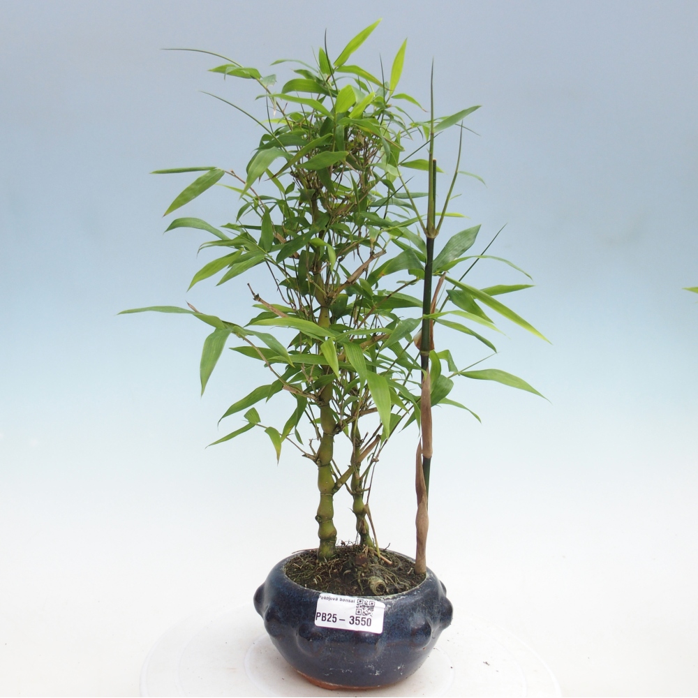 Zimmer Bonsai - Bambus budha-Bambus budha bauch