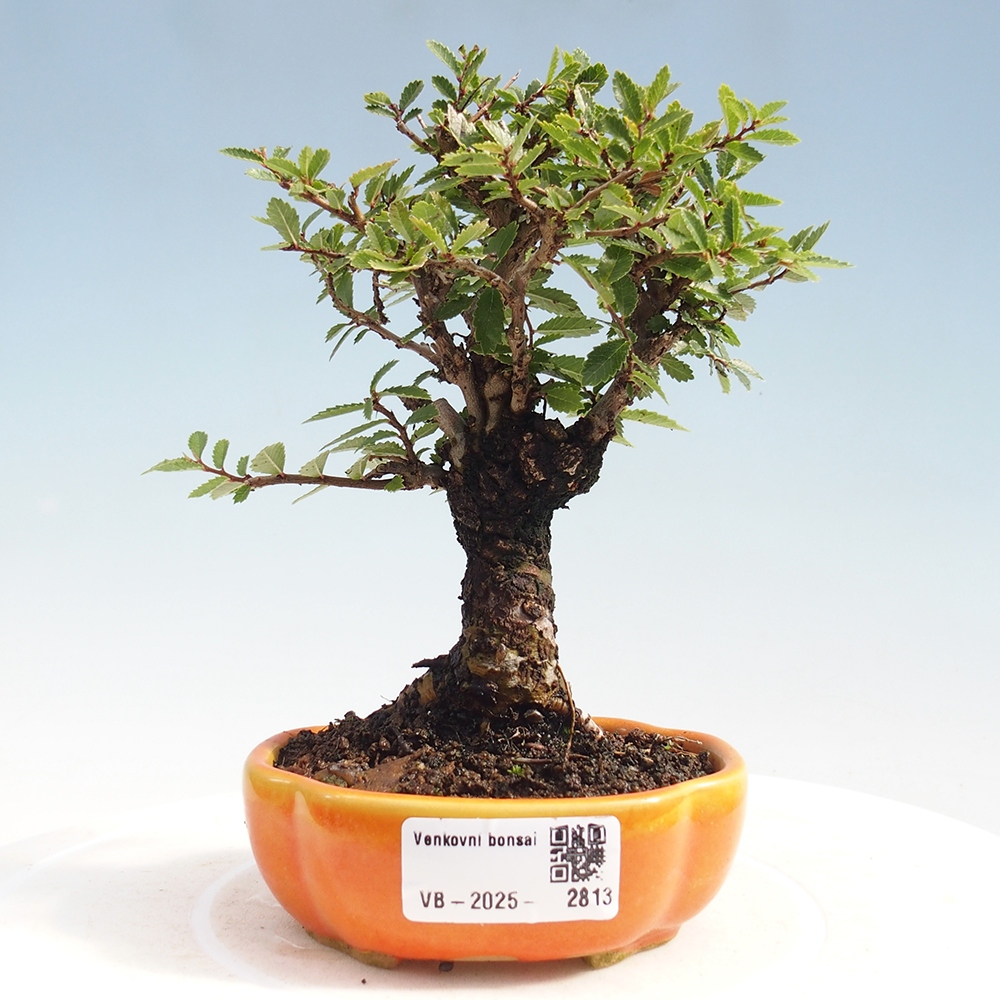 Bonsai im Freien - Zelkova - Zelkova NIRE