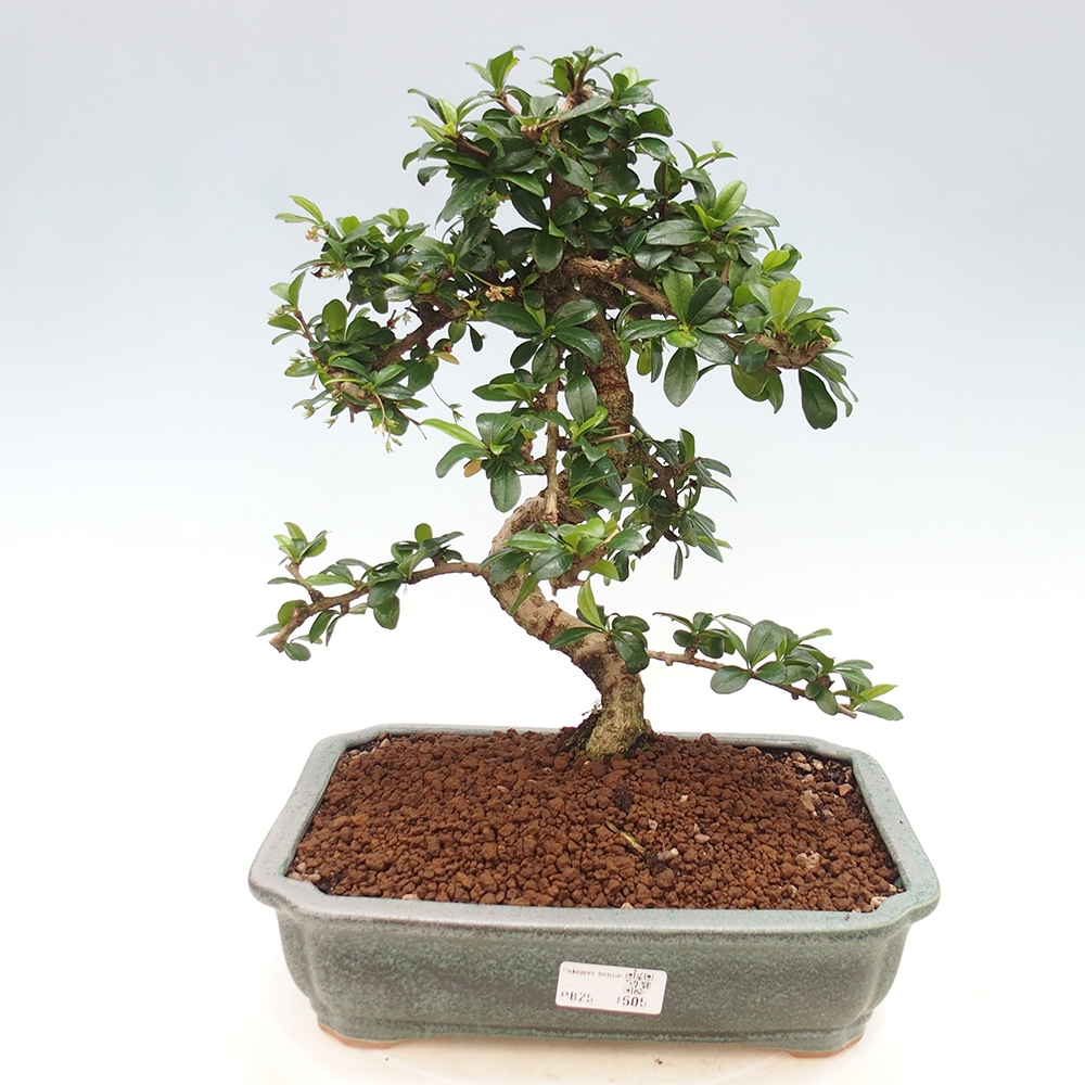 Zimmer Bonsai - Carmona macrophylla - Tea Fuki