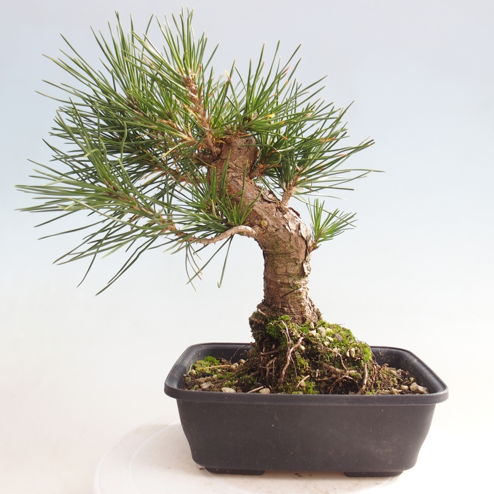 Bonsai für draußen - Pinus thunbergii - Thunberg-Kiefer