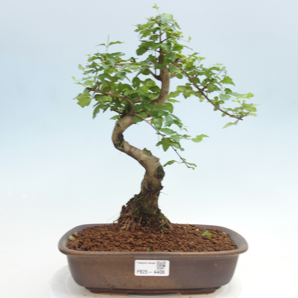 Zimmer Bonsai -Ligustrum chinensis - Vogelschnabel