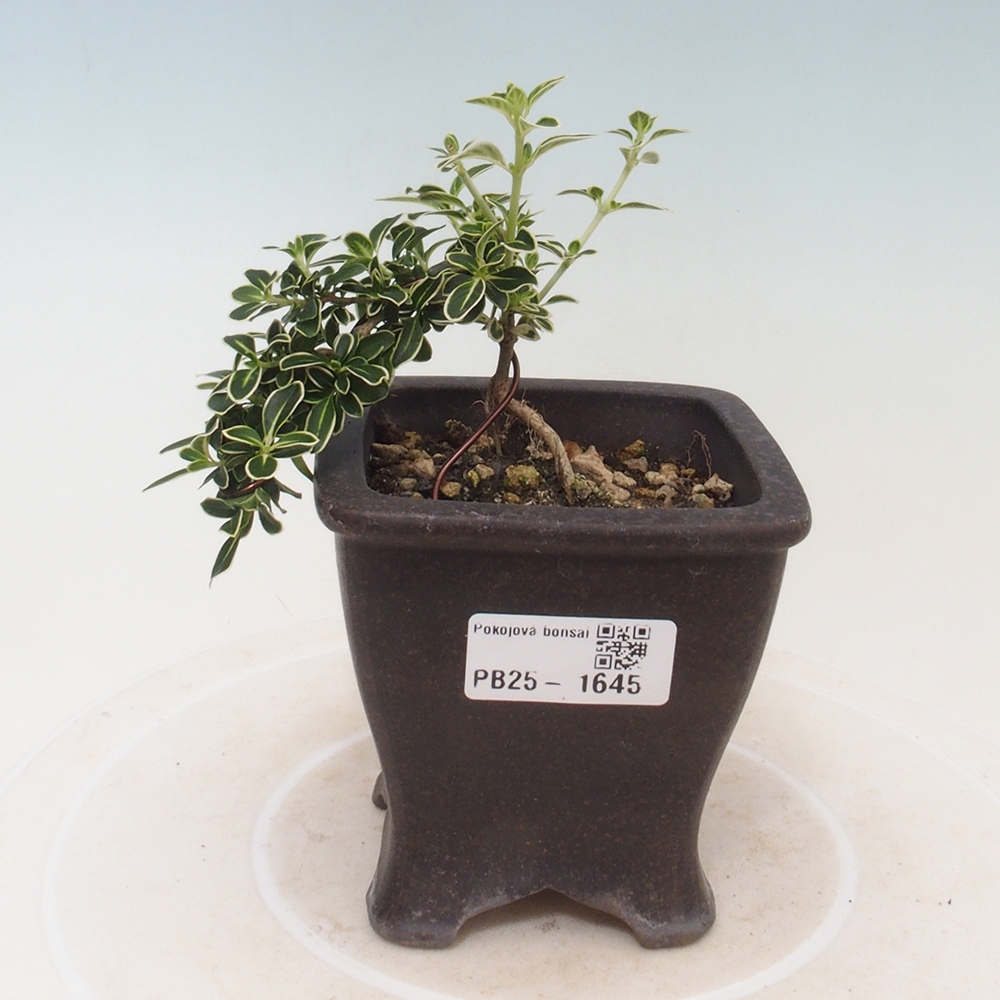 Zimmerbonsai - Serissa foetida Variegata - Baum der tausend Sterne