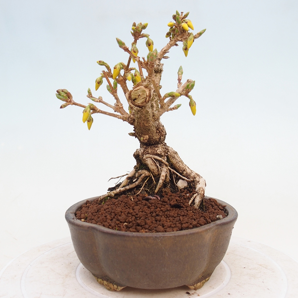 Bonsai im Freien - Forsythie - Forsythia intermedia 