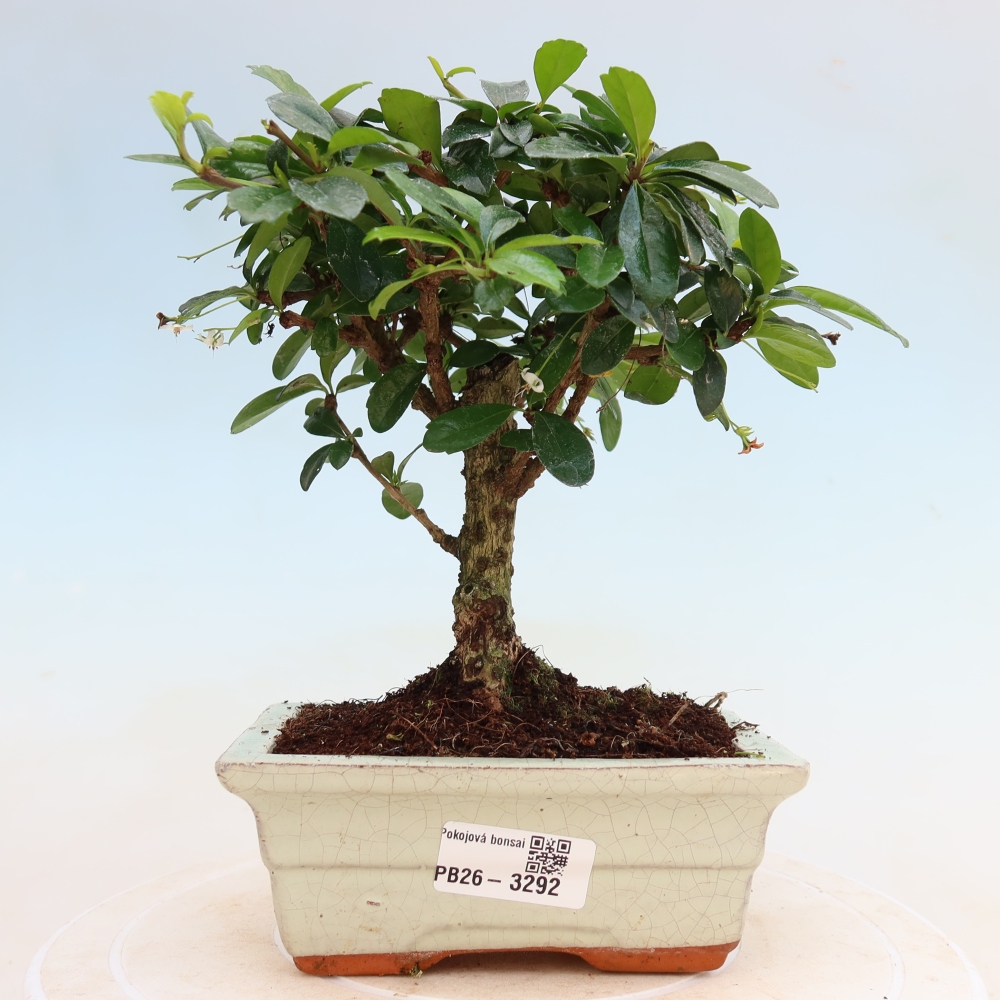 Zimmer-Bonsai - Carmona macrophylla - Tee-Fuki