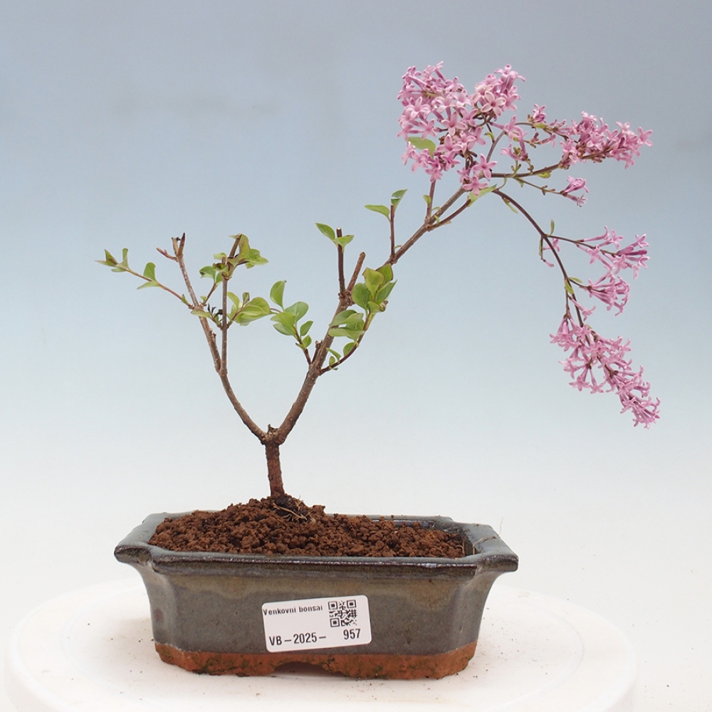 Bonsai im Freien – Syringa Meyeri Palibin – Meyers Flieder
