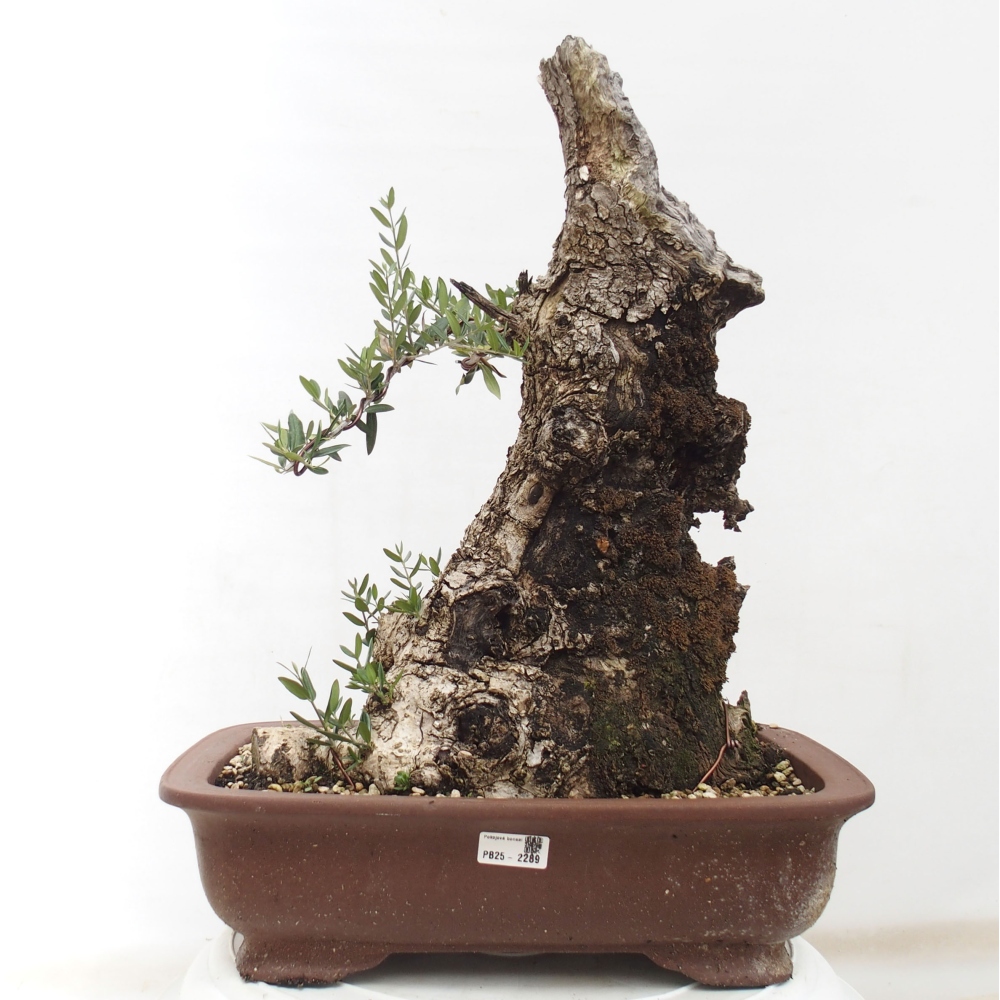 Indoor-Bonsai - Olea europaea sylvestris - Europäisches kleinblättriges Olivenöl