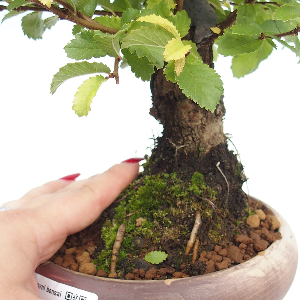 Bonsai im Freien - Zelkova - Zelkova NIRE