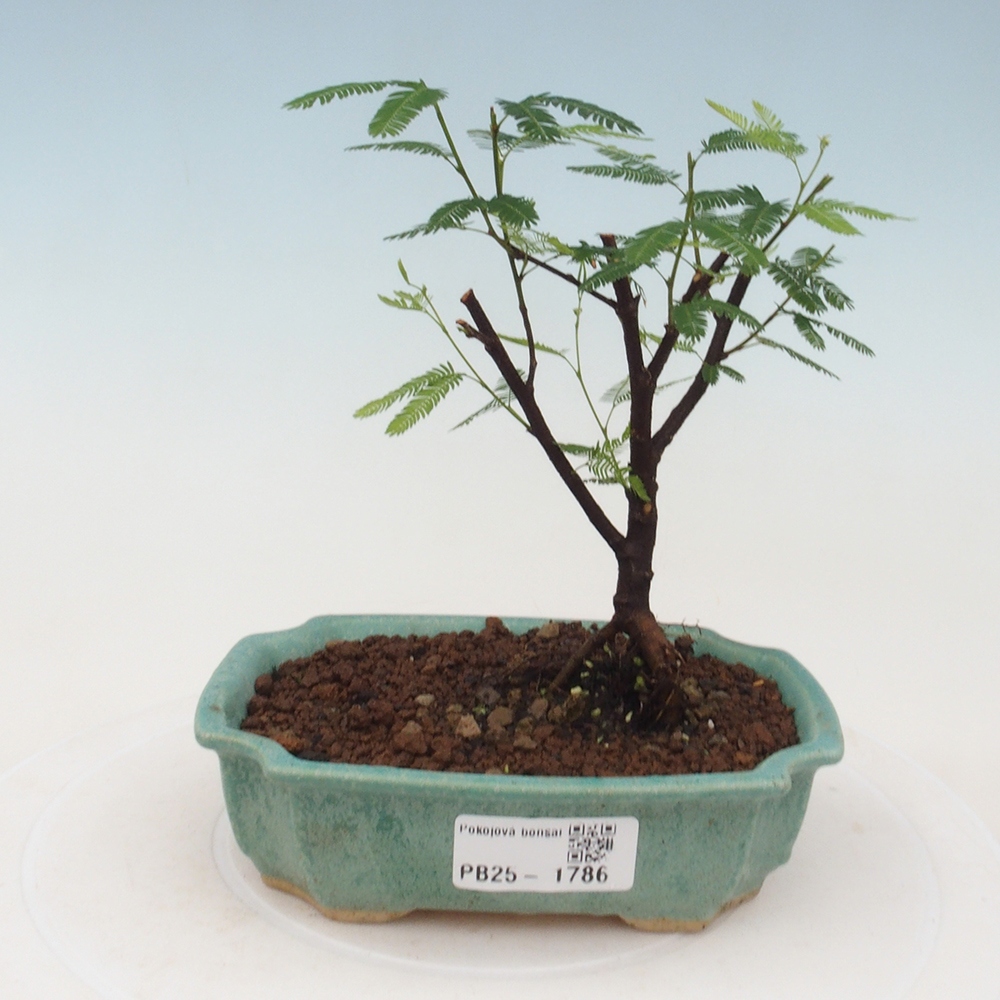 Zimmer Bonsai-Calliandra surinamensis Dixie Pink -Kaliandra von Suria