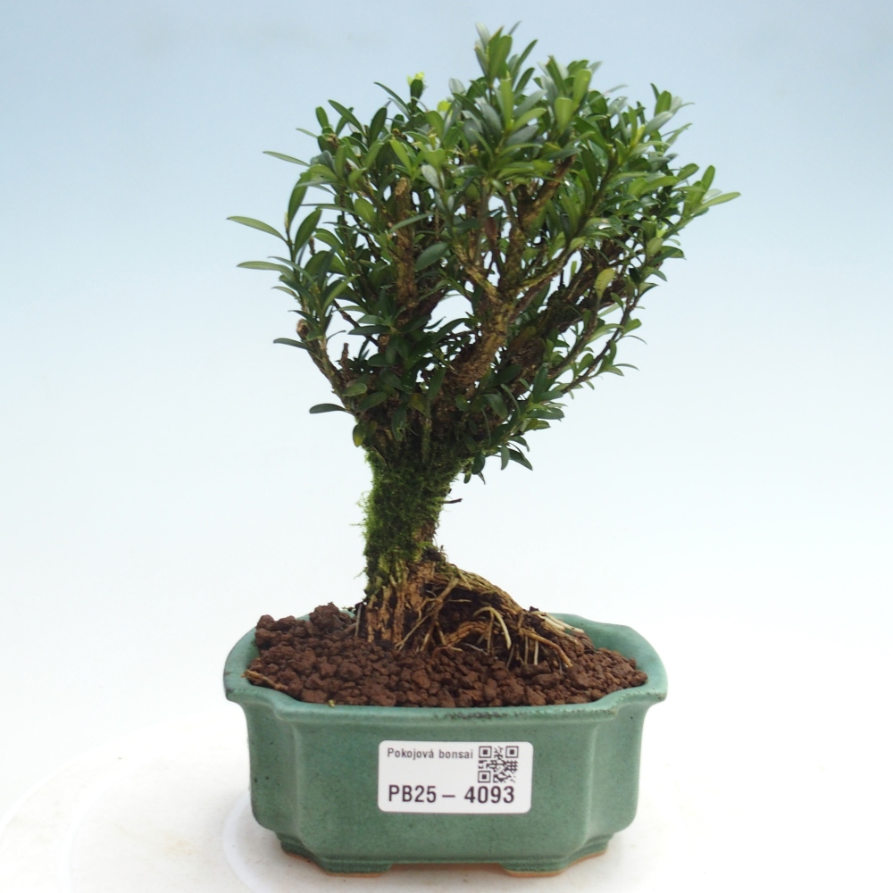 Zimmer Bonsai - Buxus harlandii - Korkbuxus