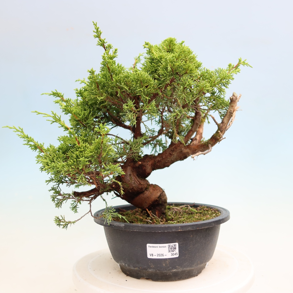 Bonsai für draußen - Juniperus chinensis Itoigawa-Juniperus chinensis