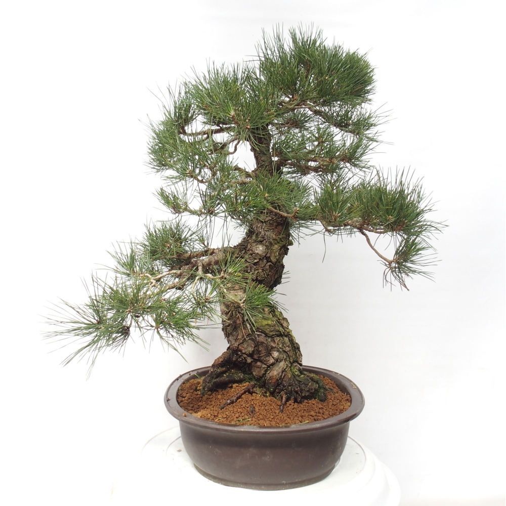 Outdoor-Bonsai - Pinus thunbergii - Thunbergkiefer