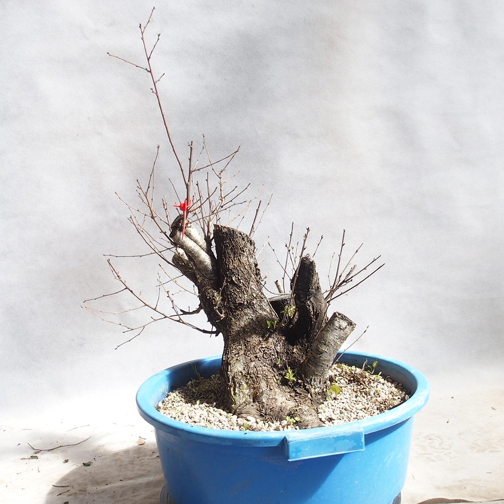 Outdoor Bonsai -Mahalebka - Prunus Mahaleb