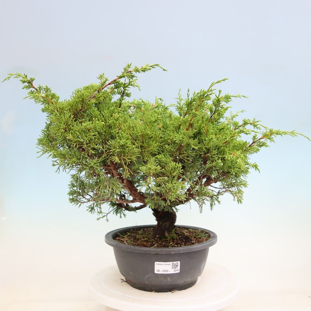Bonsai für draußen - Juniperus chinensis Itoigawa-Juniperus chinensis