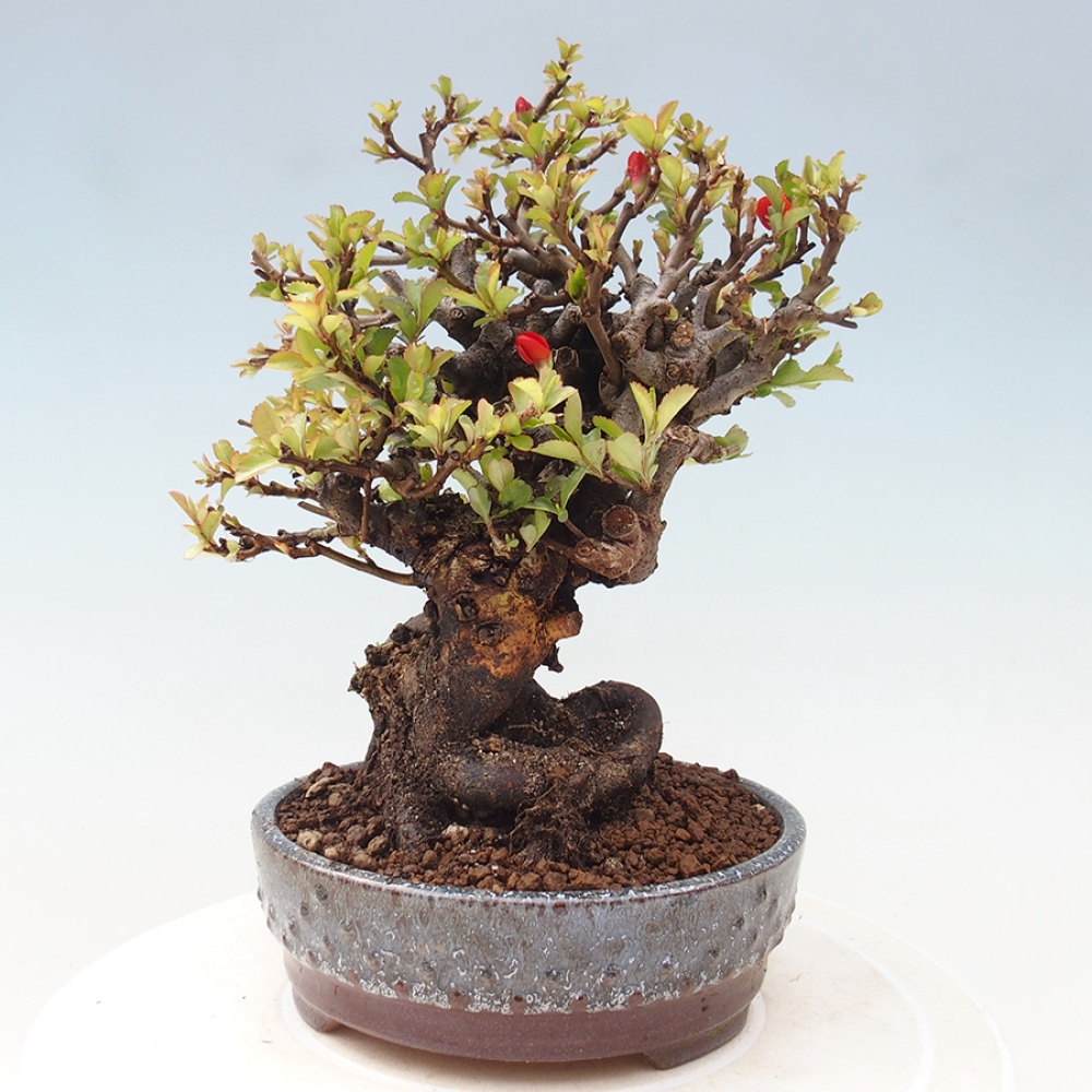 Bonsai für draußen - Chaneomeles speciosa - Quitte