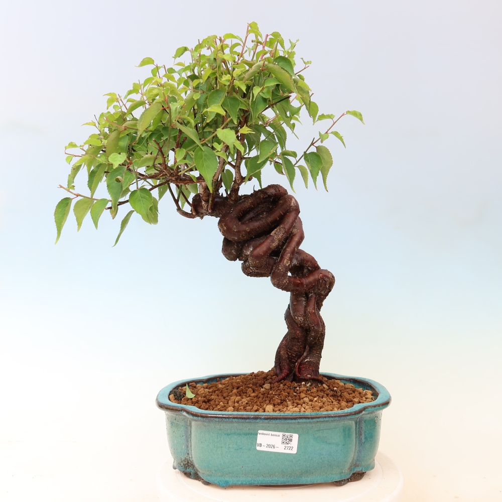 Bonsai für den Außenbereich – Japanischer Aprikosenbaum – Prunus Mume