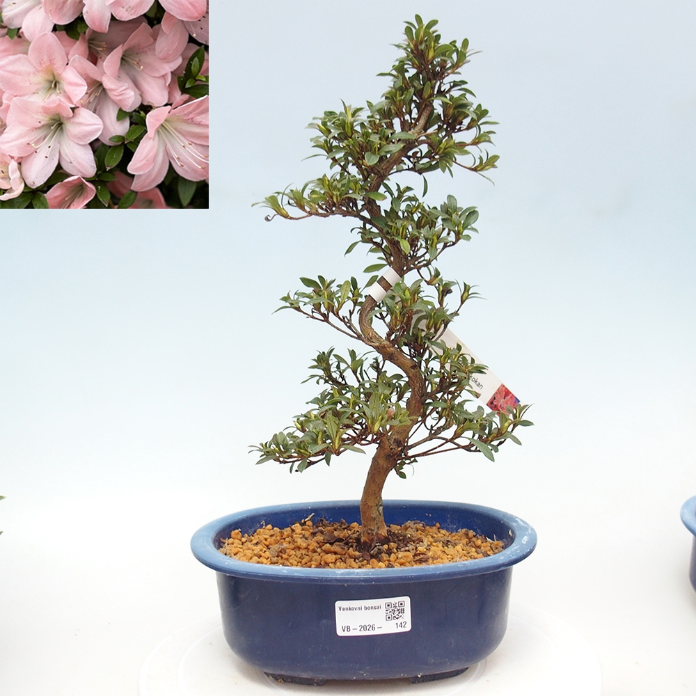 Bonsai für draußen - Japanische Azalee - Azalee Jukokan