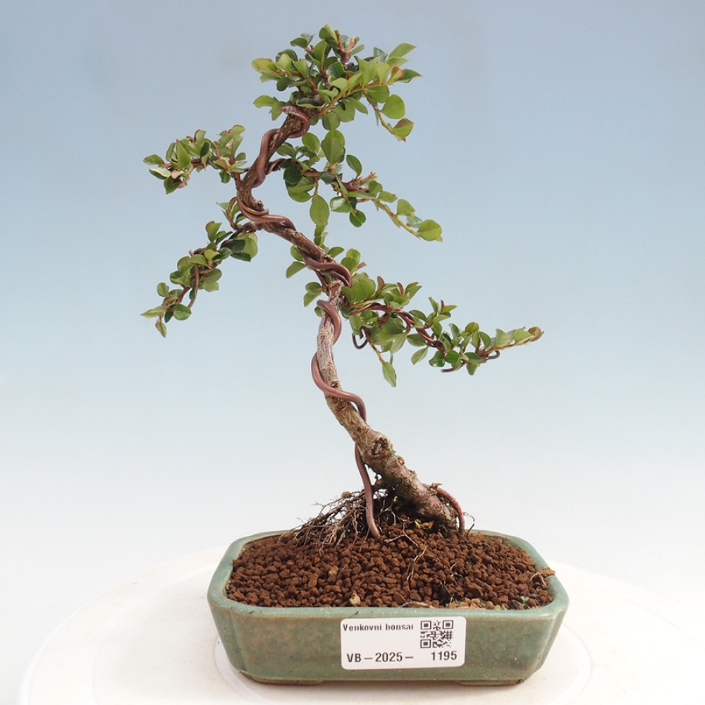 Outdoor bonsai-Cotoneaster horizontalis - Rock
